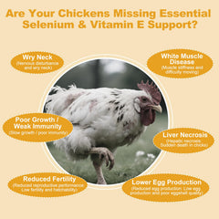 Powder being mixed into feed with Yakucho E+S Poultry Vitality Formula for uniform coating.