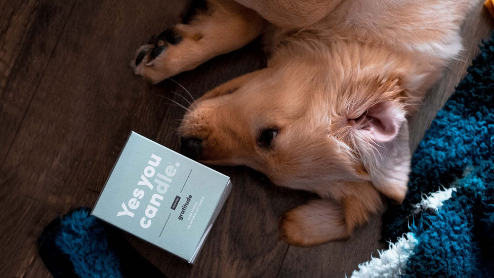 Yes You Candle base-notes patchouli-vetiver-tonka grounds the room.