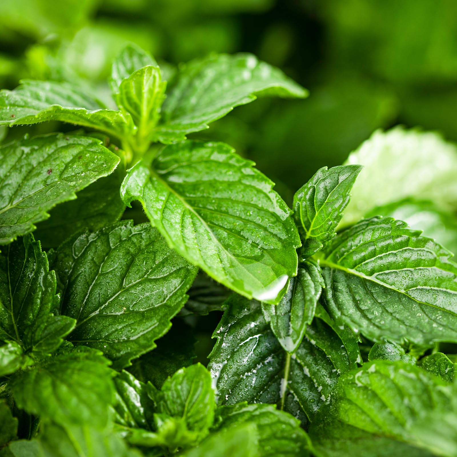 Yethious peppermint oil fragrance for DIY home care projects