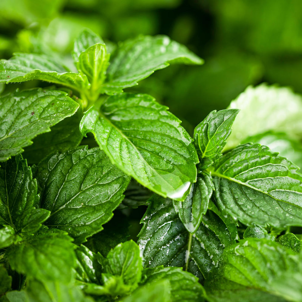 Yethious peppermint oil fragrance for DIY home care projects