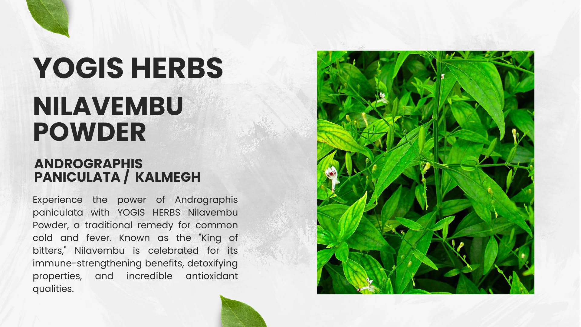 YOGIS HERBS Nilavembu powder texture shows fine, mixable consistency for beverages.