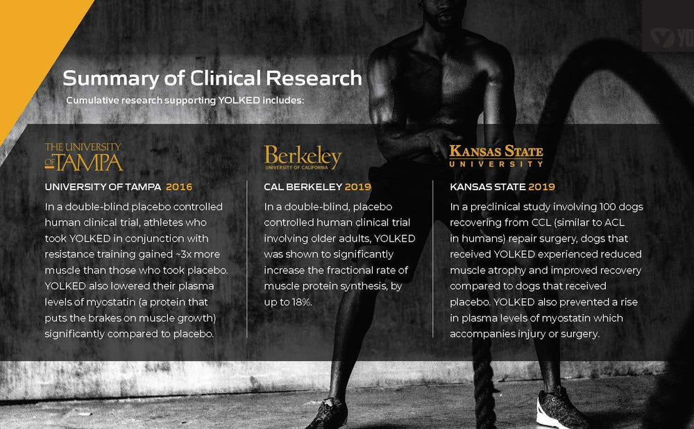 YOLKED Fortetropin science graphic focusing on recovery and protein use.