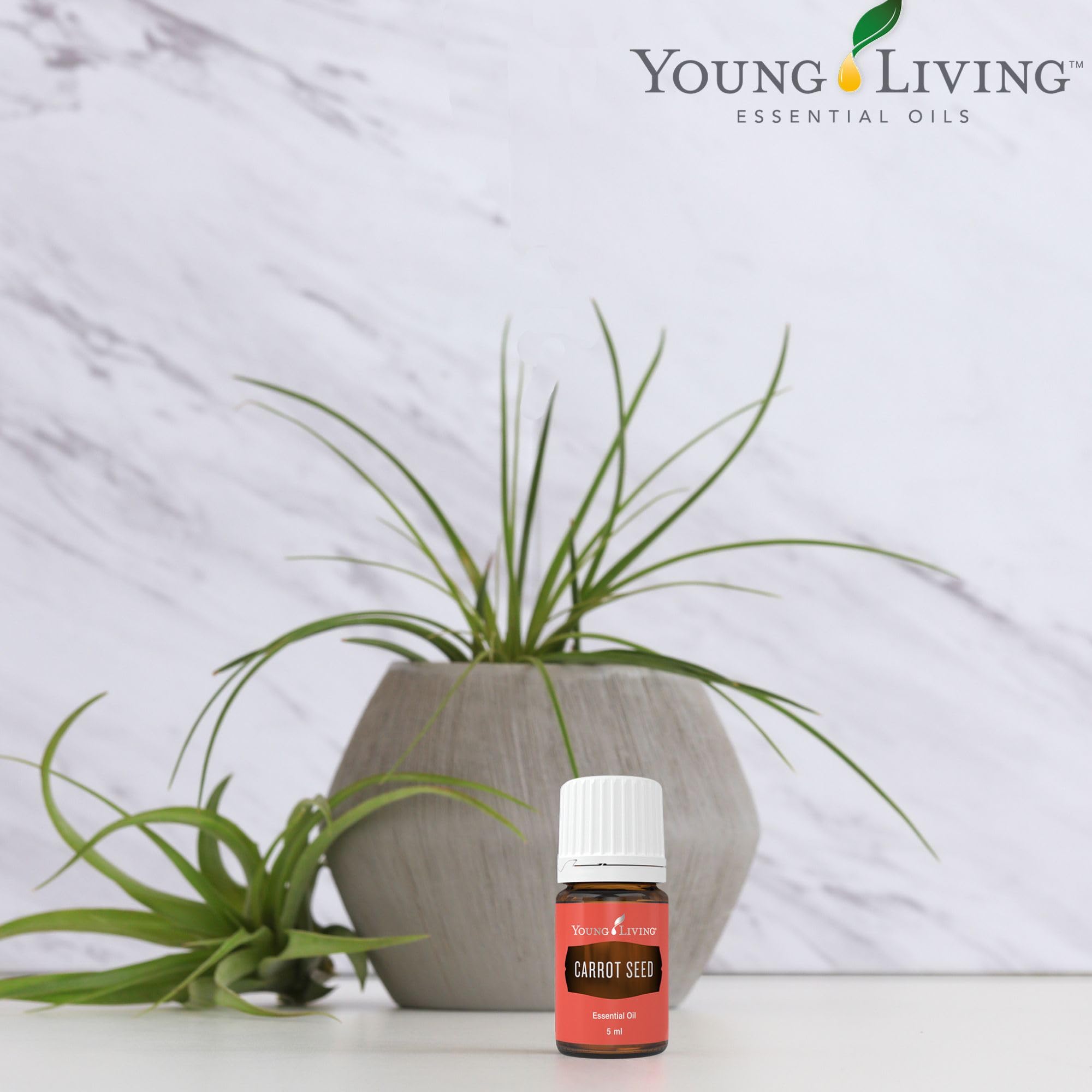 Diluting Carrot Seed Essential Oil with carrier oil for safe use