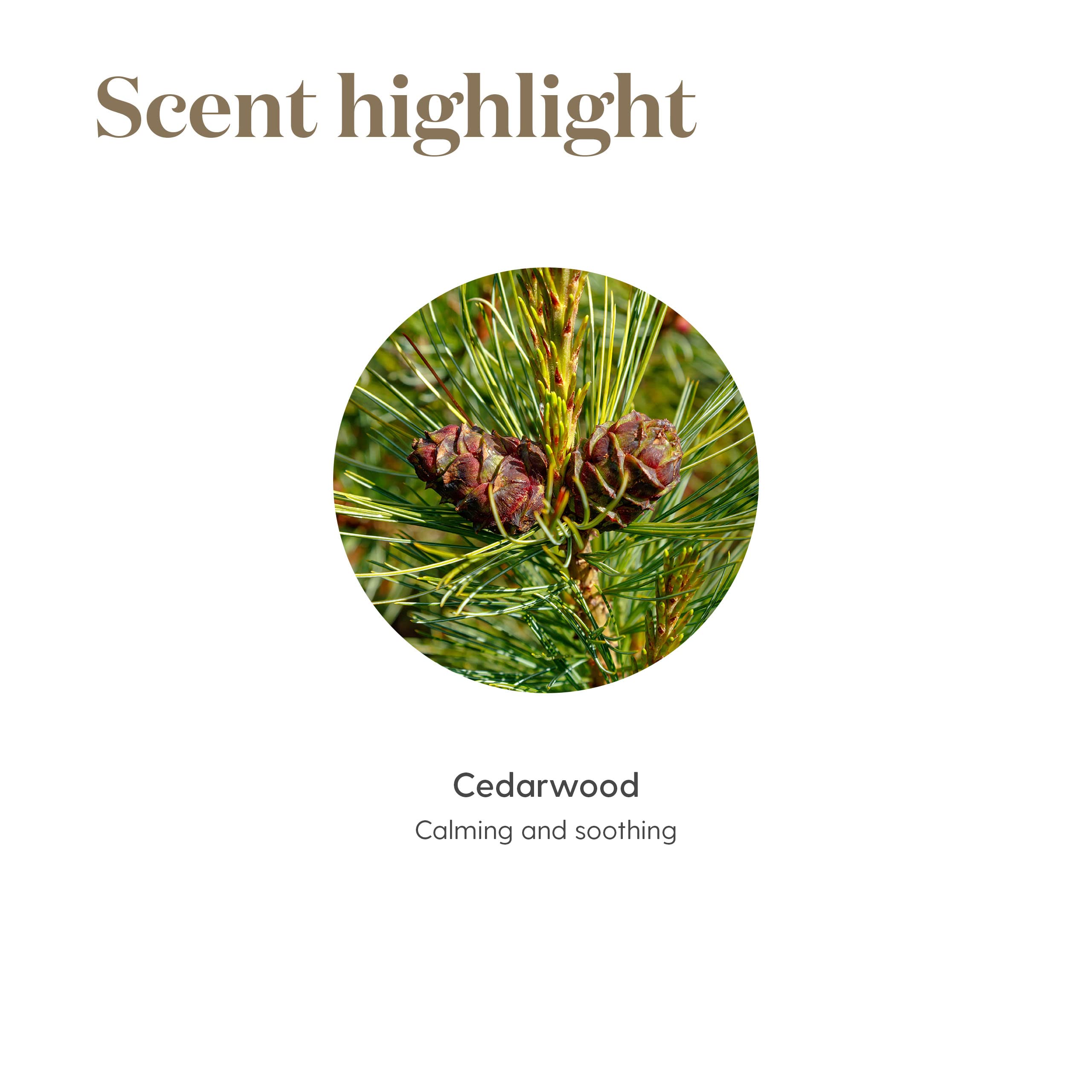 Young Living Cedarwood massage oil base for calming sessions.
