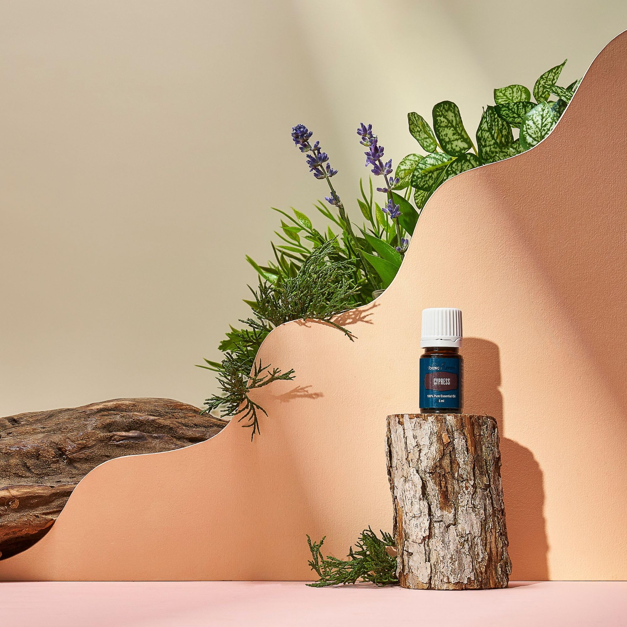 Young Living Cypress diffuser mist creates a calming, balanced room atmosphere.