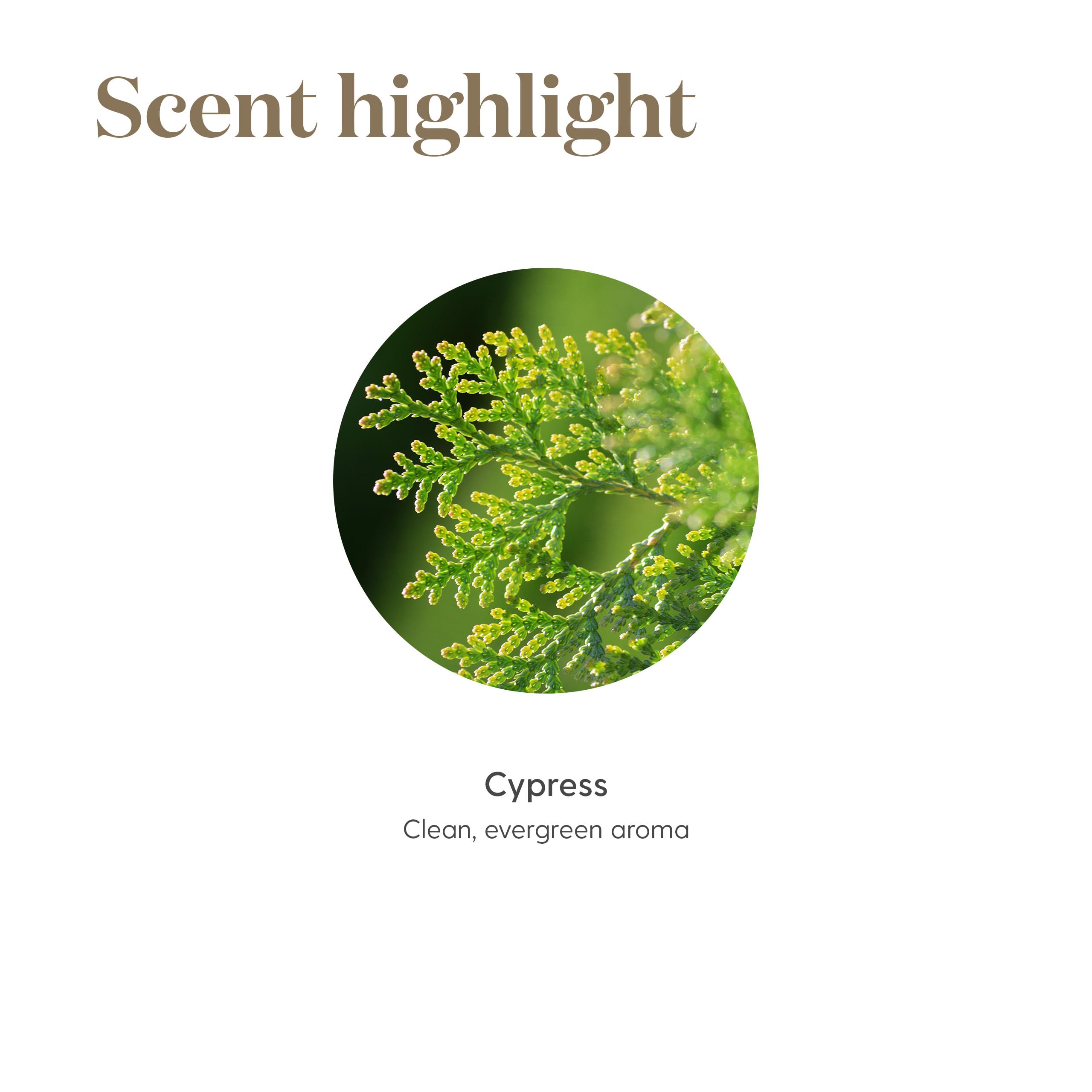 Young Living Cypress essential oil showcases a pure, high-quality formula.