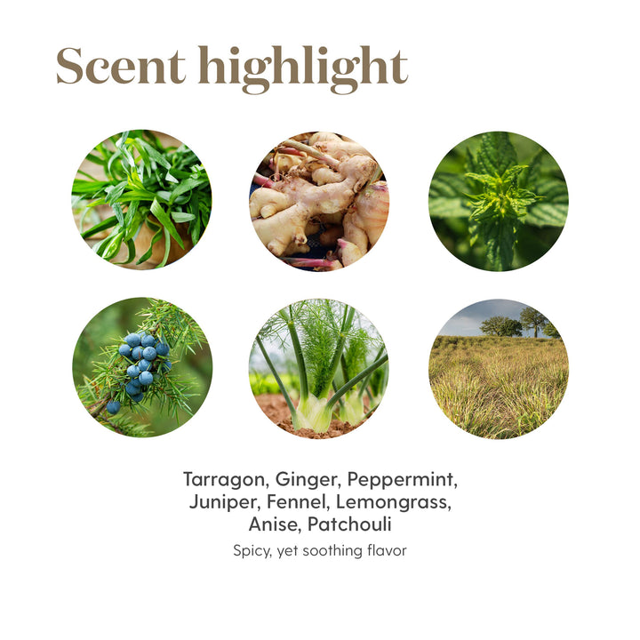 Illustration of DiGize ingredients: tarragon, ginger, peppermint, fennel flavor profile.