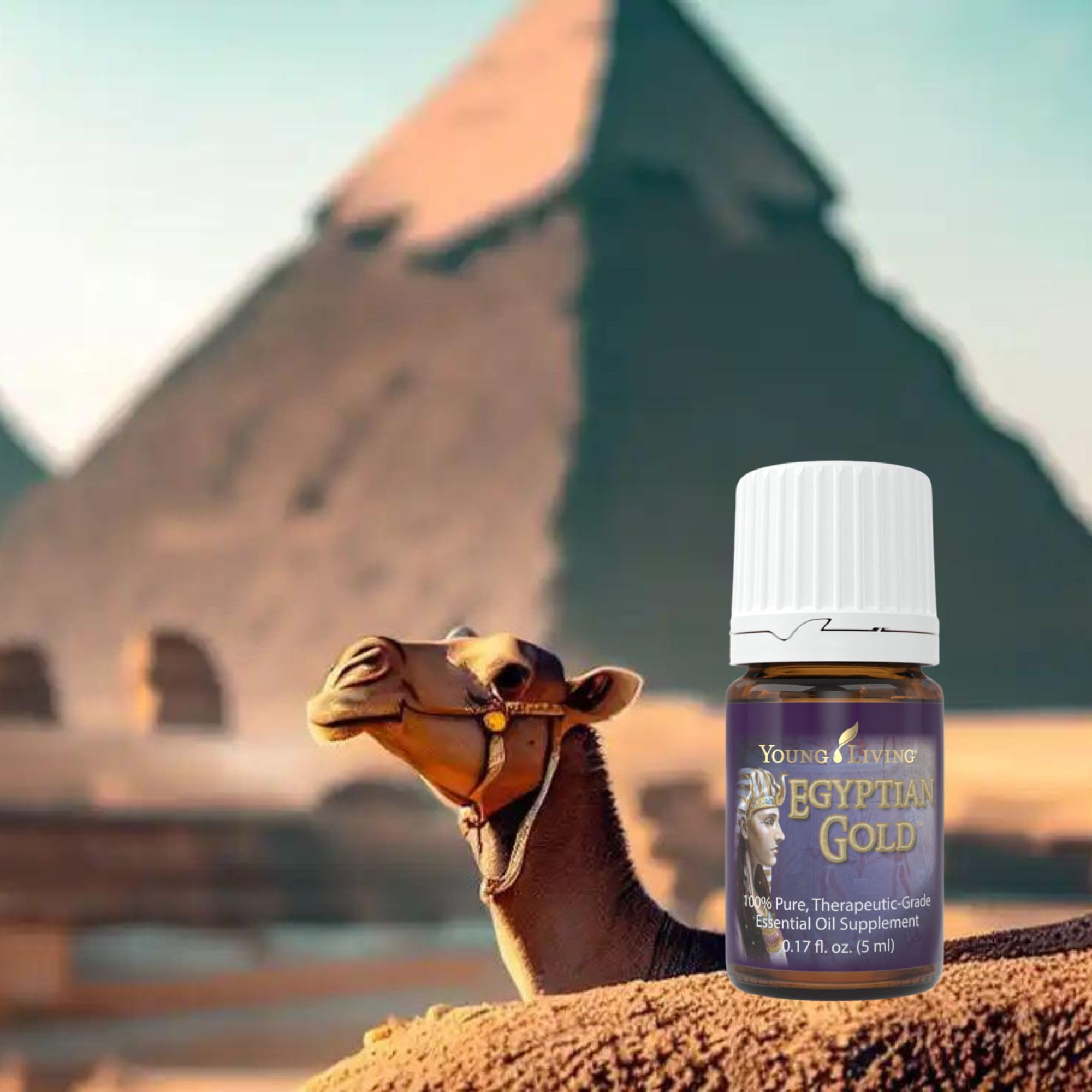 Young Living Egyptian Gold bottle pour reveals an exotic aroma ideal for sacred rituals.