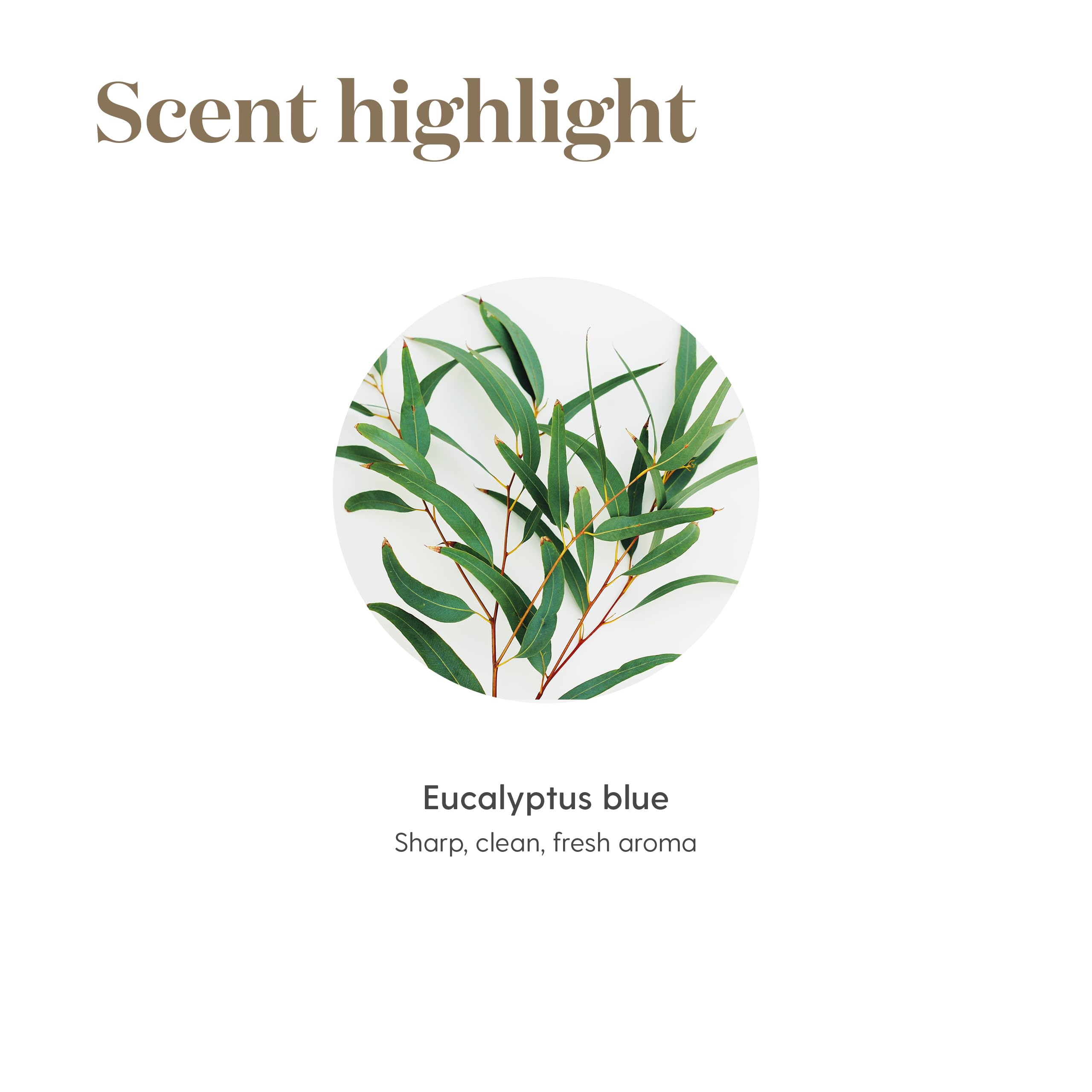 Young Living Eucalyptus Blue diffuser room promotes calm and focus