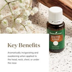 Young Living Eucalyptus Globulus dropper bottle for precise topical application.