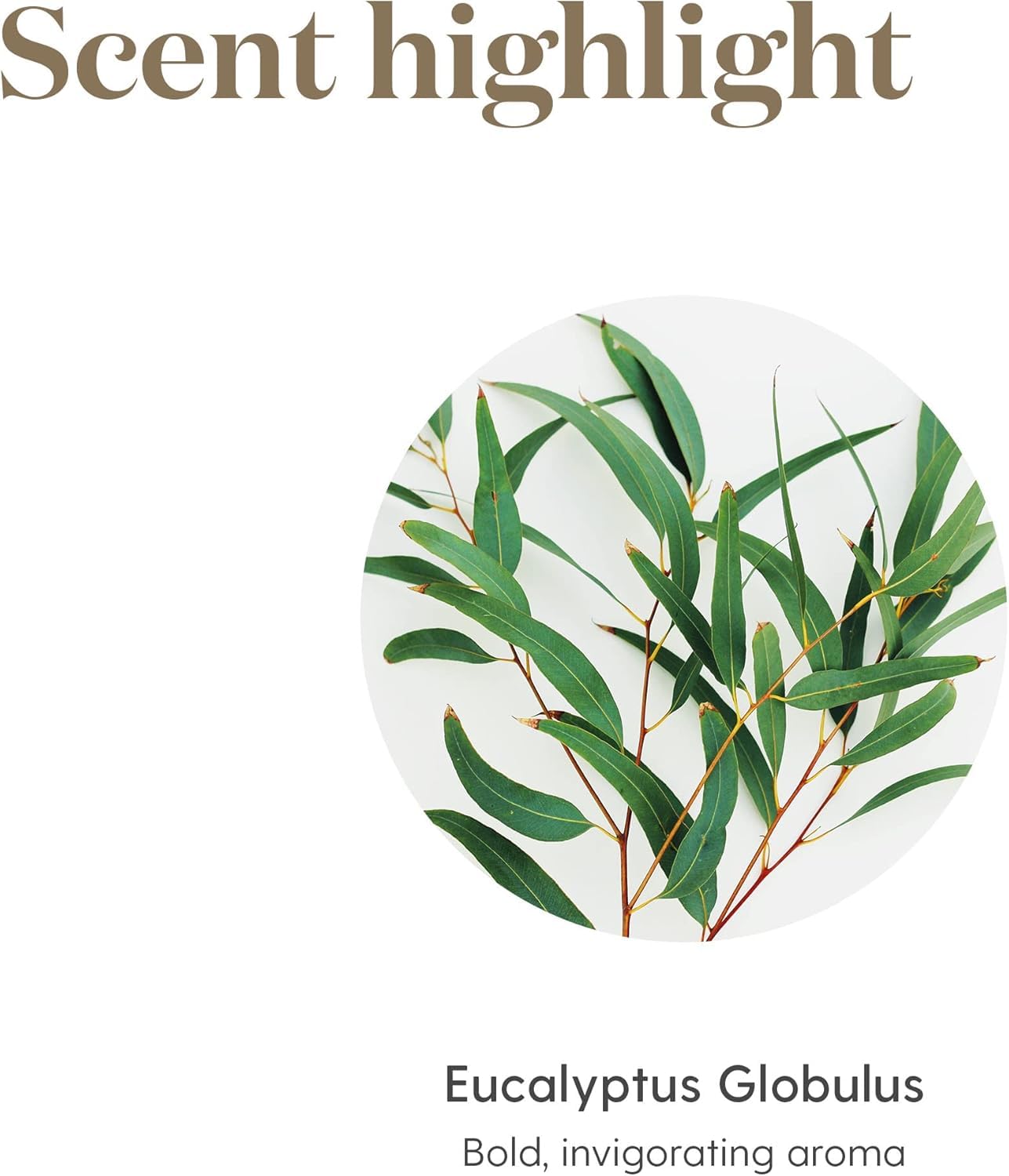 Young Living Eucalyptus Globulus seed to seal quality emphasis.