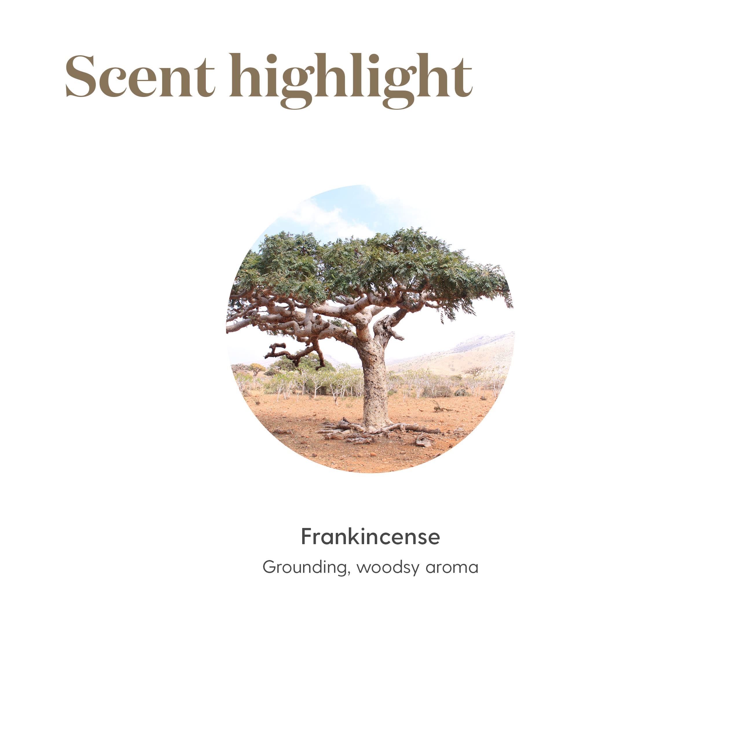Young Living Frankincense travel bottle ready for on-the-go care.
