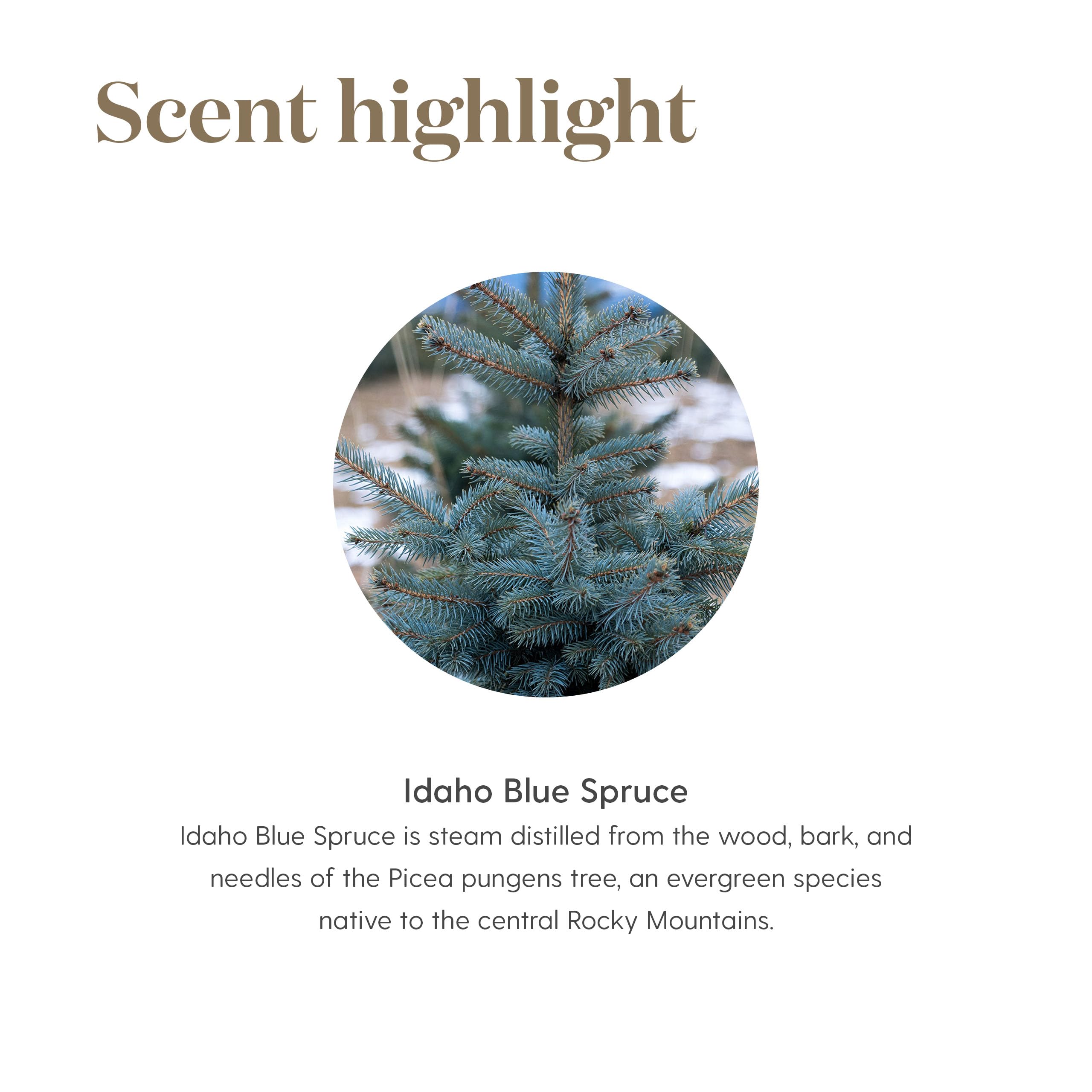 Young Living Idaho Blue Spruce oil drop on skin after workout.