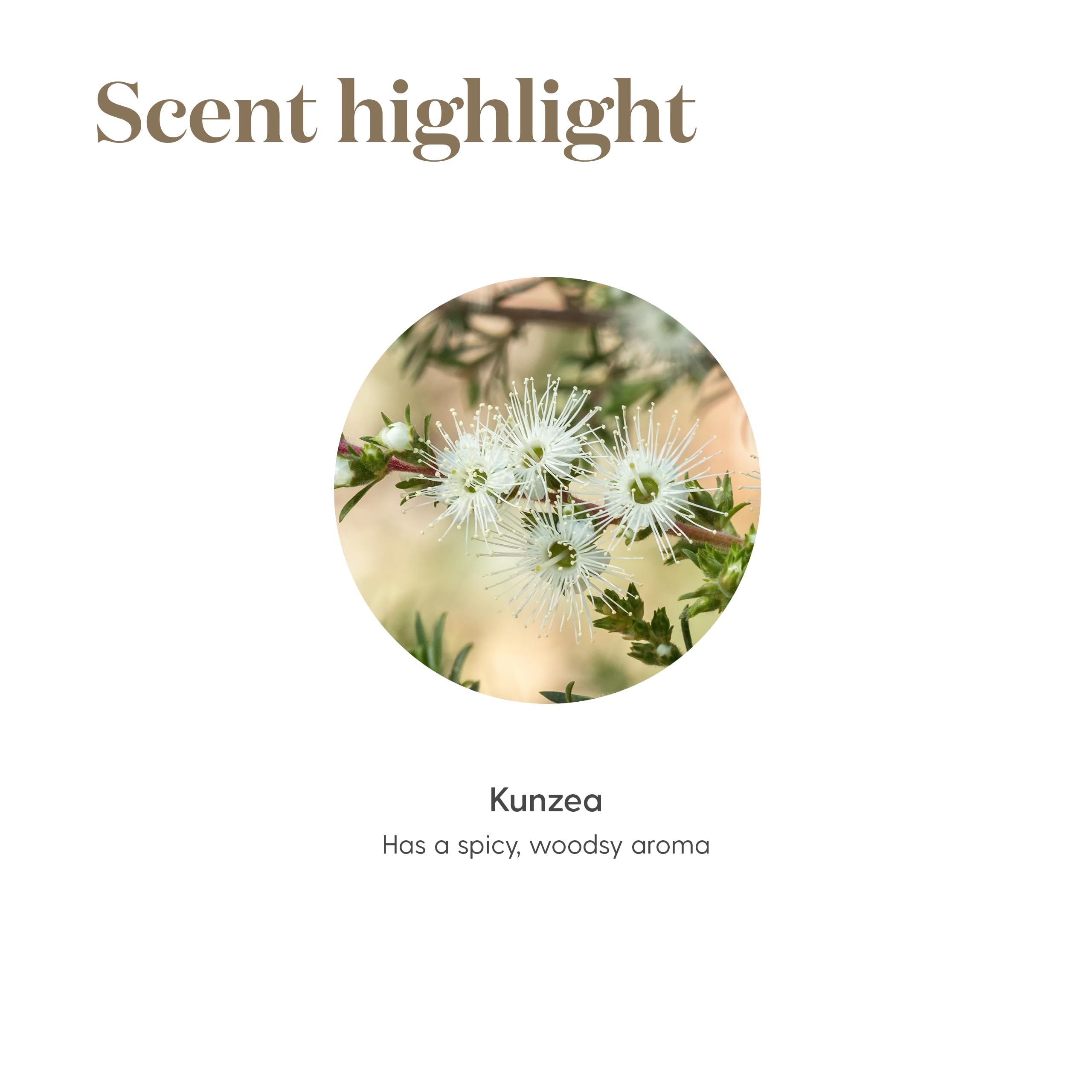 Young Living Kunzea essential oil packaging display highlighting ethical sourcing.