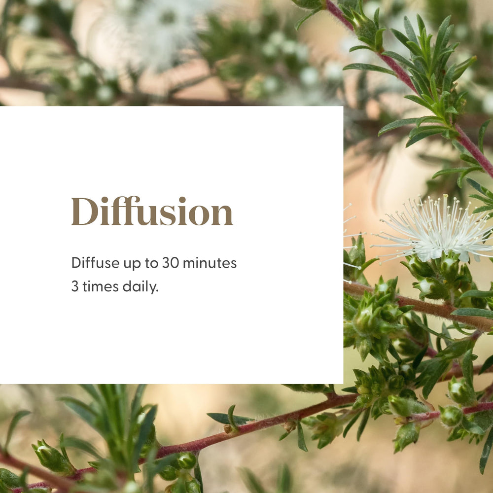Young Living Kunzea essential oil precise diffusion shown on a surface.