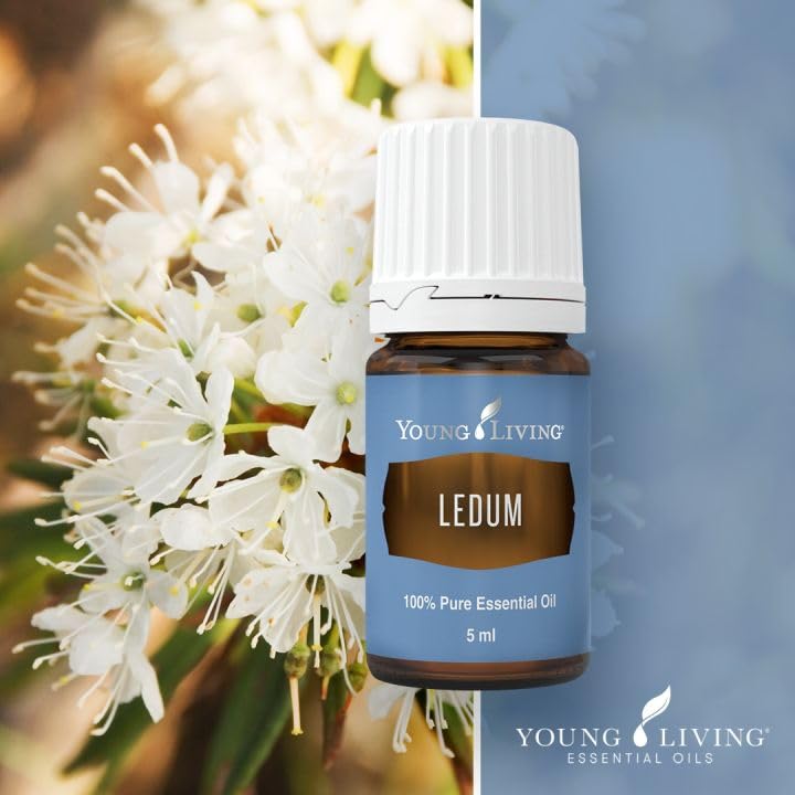 Close-up of Young Living Ledum Premium Oil bottle