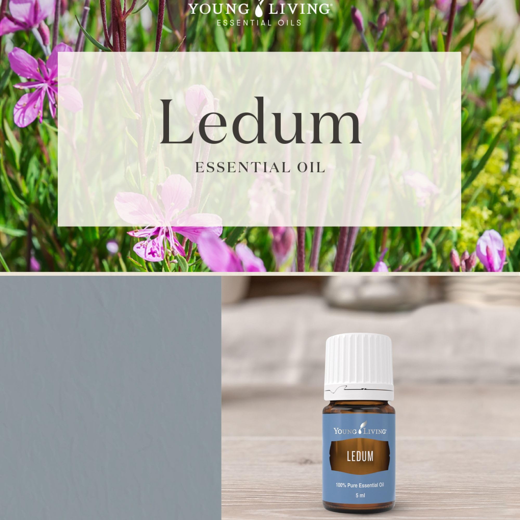 Young Living Ledum Premium Oil diffuser scene creating serene ambiance