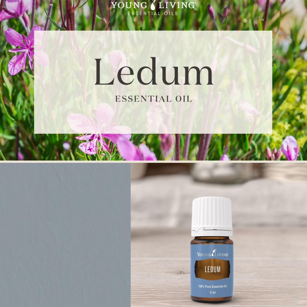 Young Living Ledum Premium Oil diffuser scene creating serene ambiance