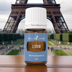 Ledum aroma supports meditation and cleansing rituals