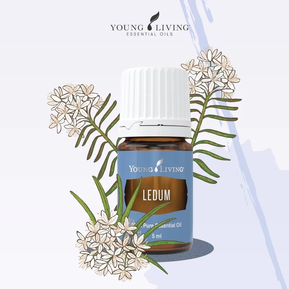 Drops of Young Living Ledum Premium Oil for diffuser aromatherapy
