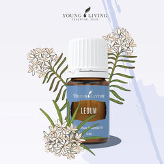 Drops of Young Living Ledum Premium Oil for diffuser aromatherapy