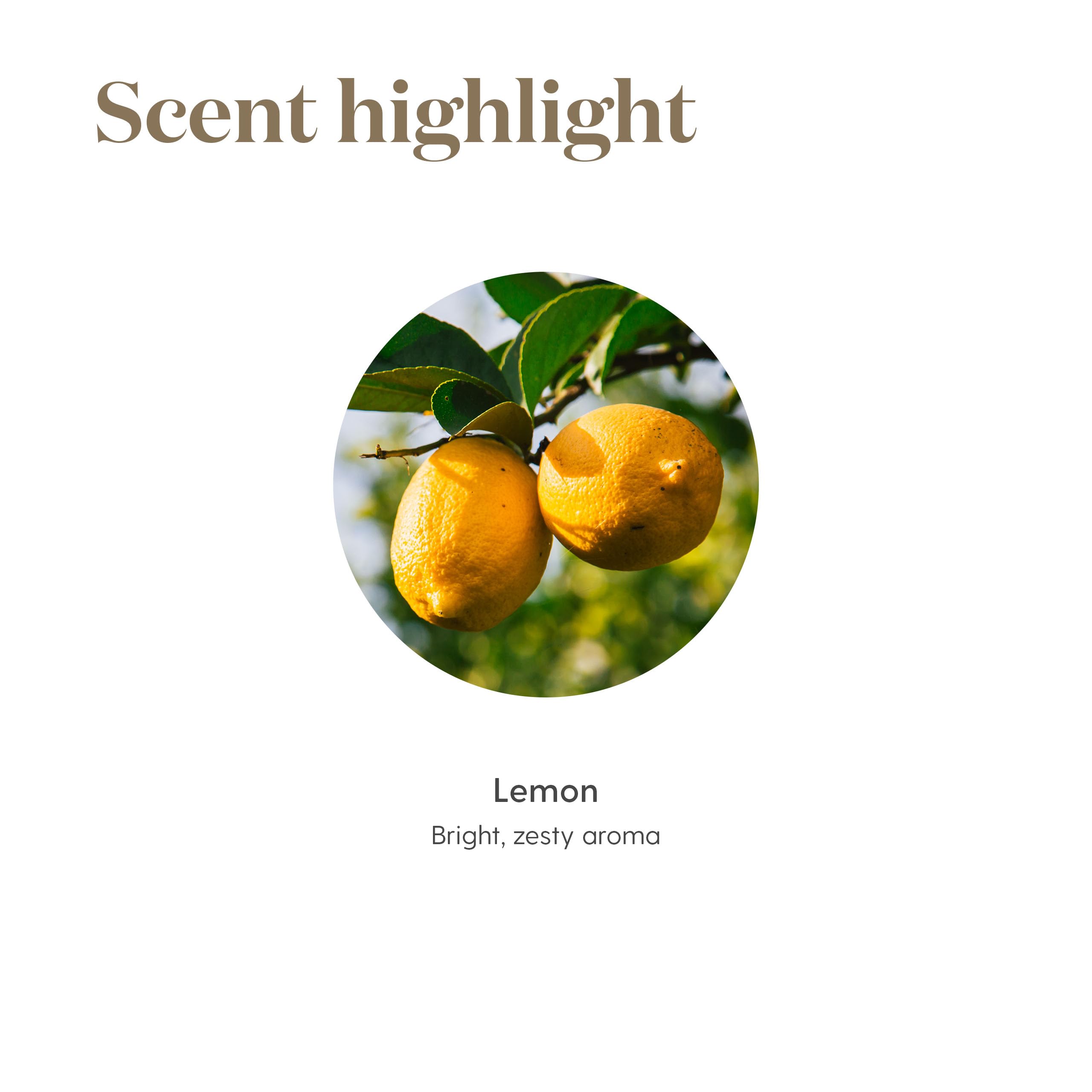 Young Living Lemon everyday use supports simple, daily fragrance and routine care.