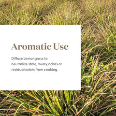 Dropper bottle of Young Living lemongrass oil for precise use