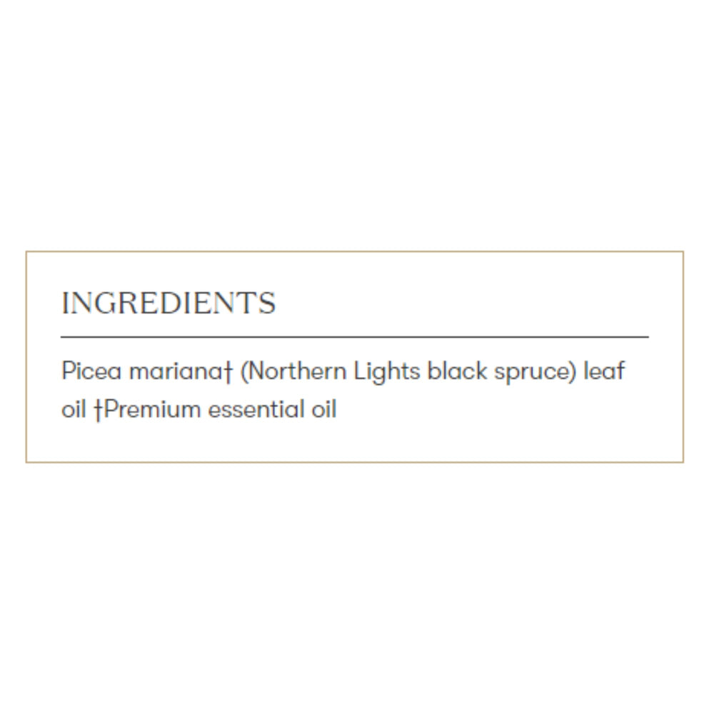 Young Living Northern Black Spruce diffuser mist view highlighting an invigorating evergreen scent.