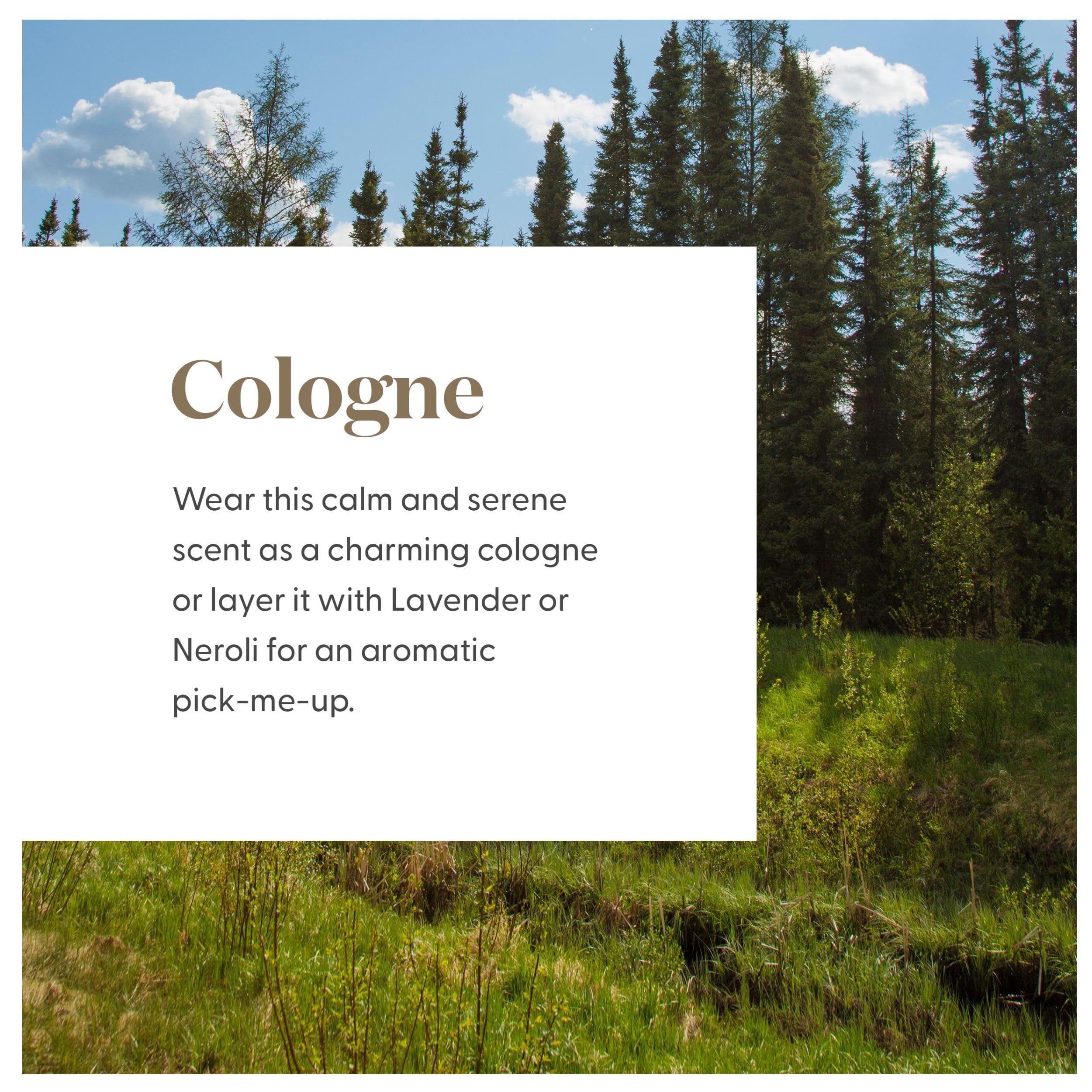 Young Living Northern Lights Black Spruce oil diffuses to create calm spaces.