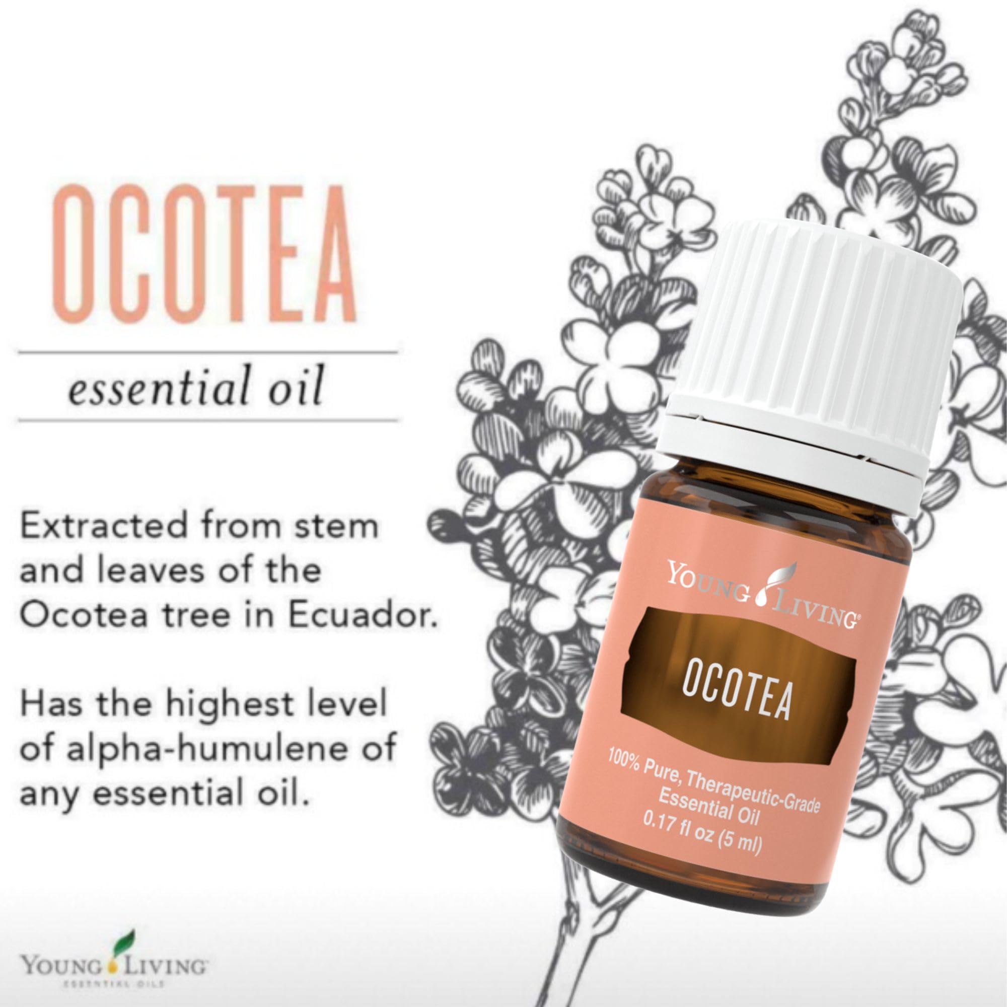 Ocotea essential oil bottle in diffuser scene delivering warm, inviting ambience.