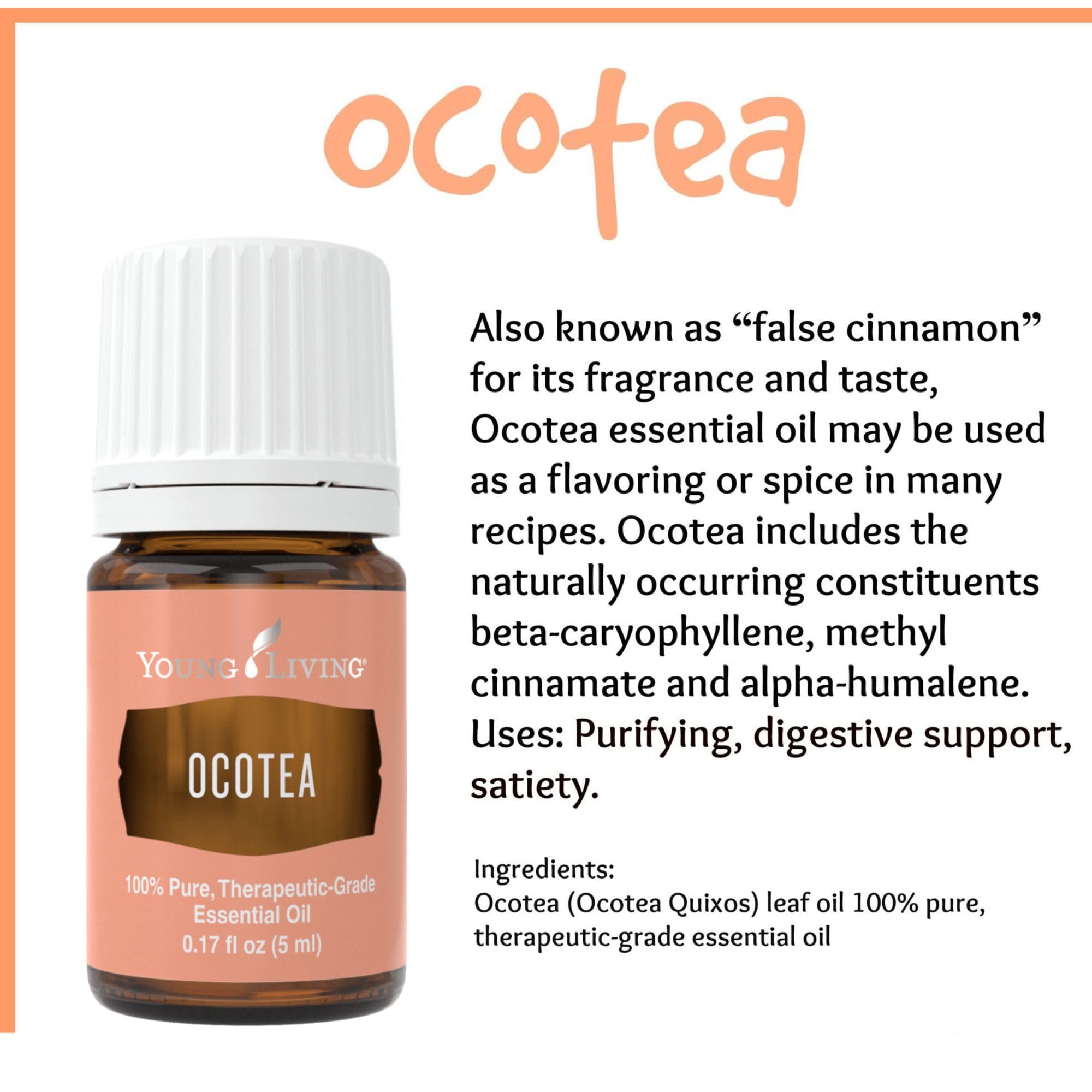 Lifestyle shot of Ocotea oil evokes cozy, spicy aroma for evenings.