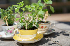 Close-up of Young Living oregano essential oil label showing purity