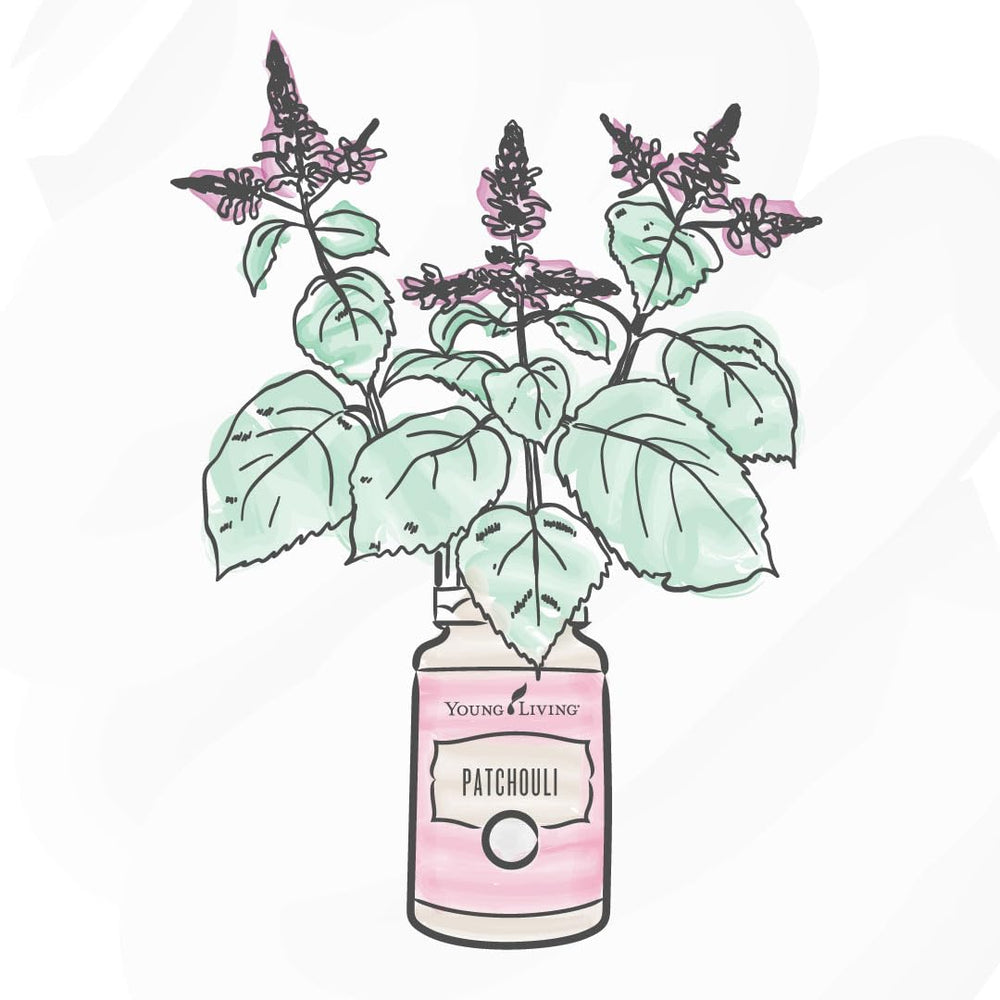 Young Living Patchouli essential oil closeup highlighting natural color and quality.