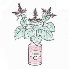 Young Living Patchouli essential oil closeup highlighting natural color and quality.