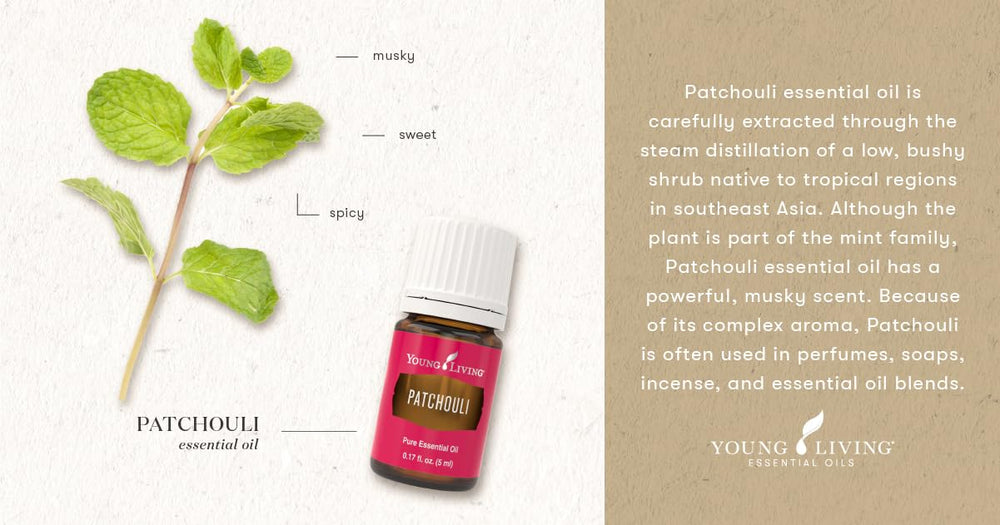 Young Living Patchouli essential oil in a calm room scene, promoting serenity.