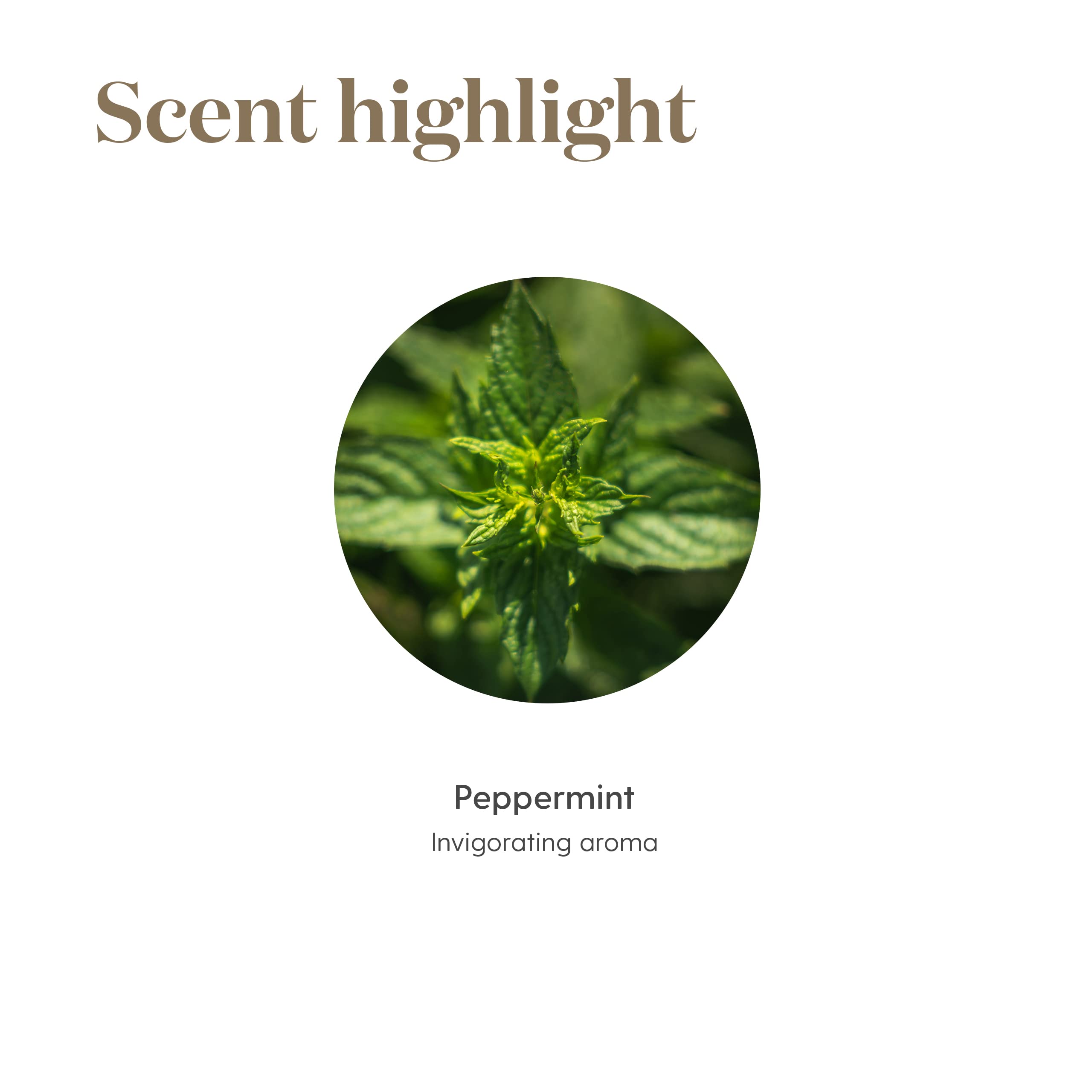Young Living Peppermint Oil meticulously distilled for purity