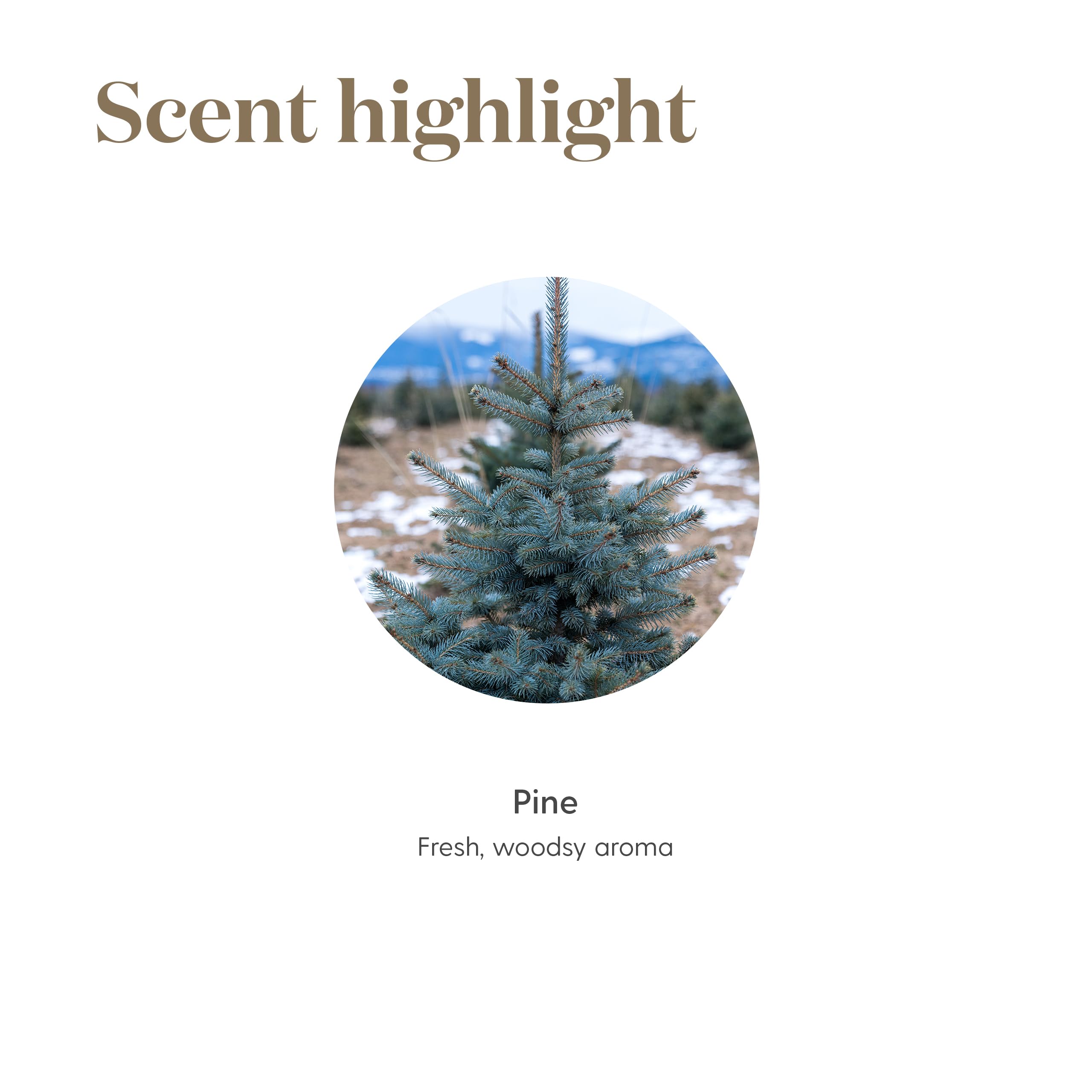 Close-up of Young Living Pine essential oil 5ml label emphasizing purity