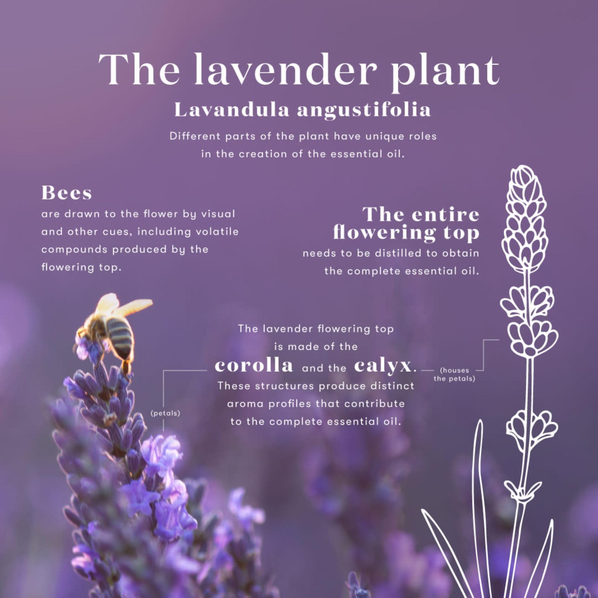 Seed to Seal logo and lavender imagery on Lavender Oil packaging.