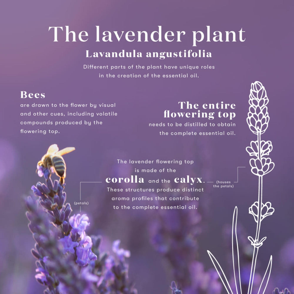 Seed to Seal logo and lavender imagery on Lavender Oil packaging.