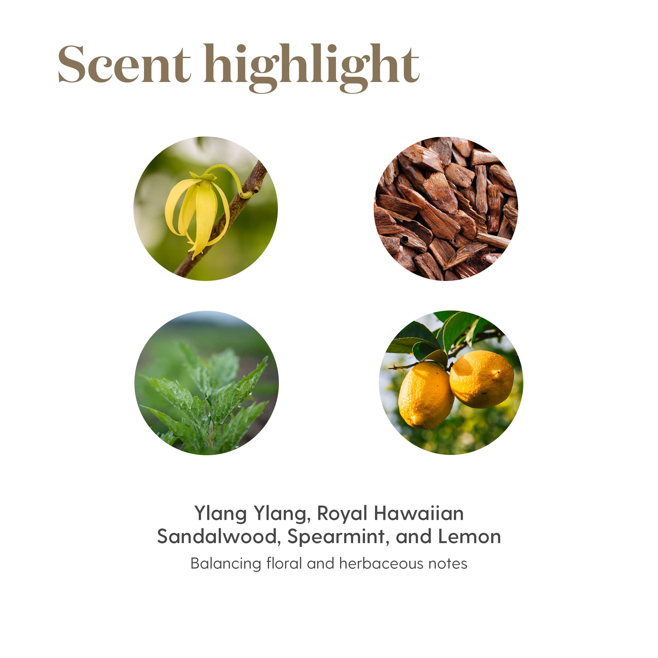 Young Living Seed to Seal sourcing concept visualizing responsible farming.
