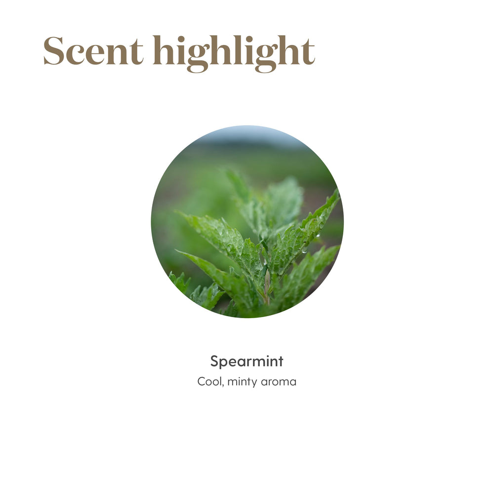 Young Living Spearmint oil blend featuring rose and tea tree notes for skin-friendly care