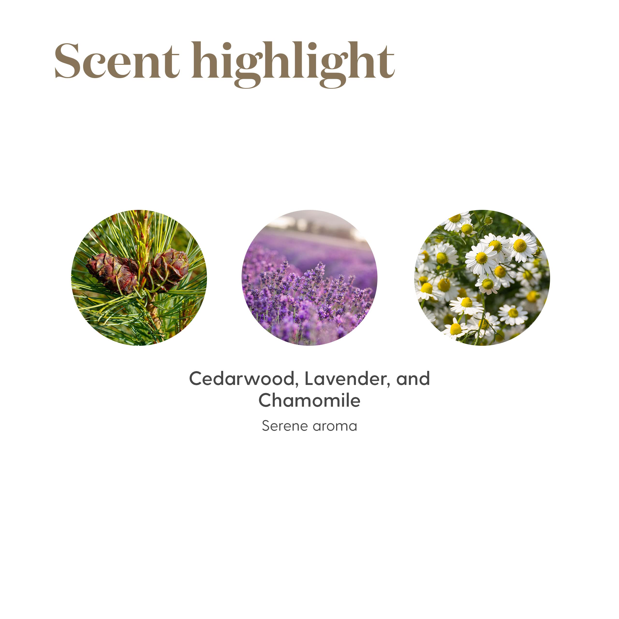 Young Living Tranquil roll-on packaging ready for everyday calm routines.