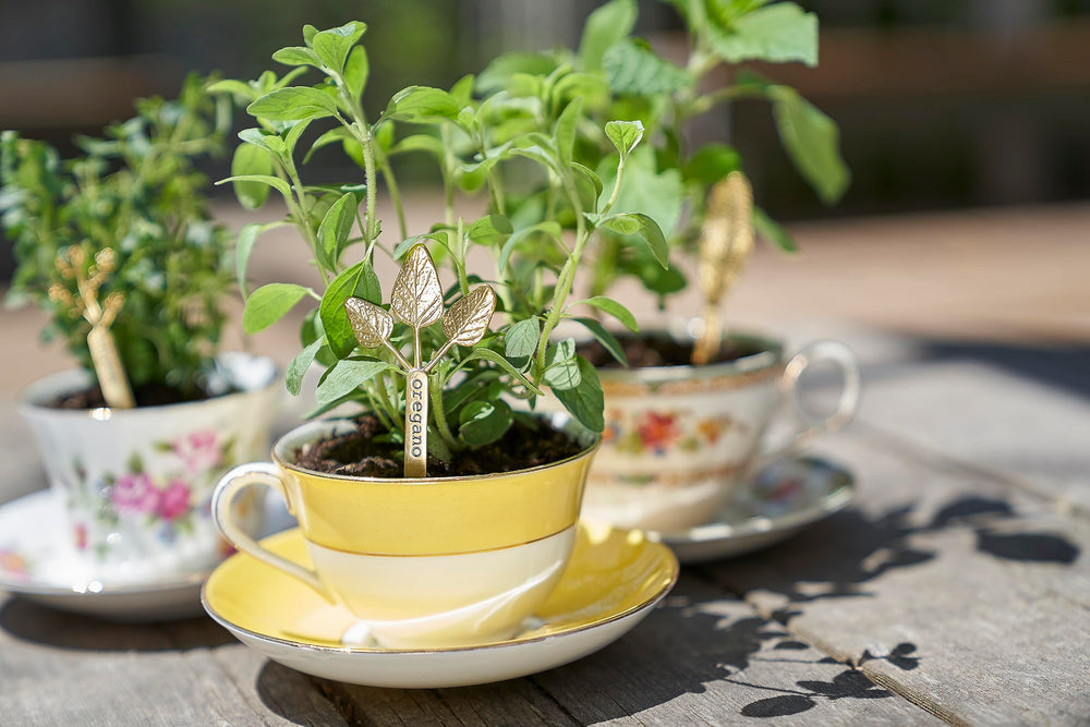 Two-pack Young Living Vitality Oregano Oil emphasizes convenient daily use.