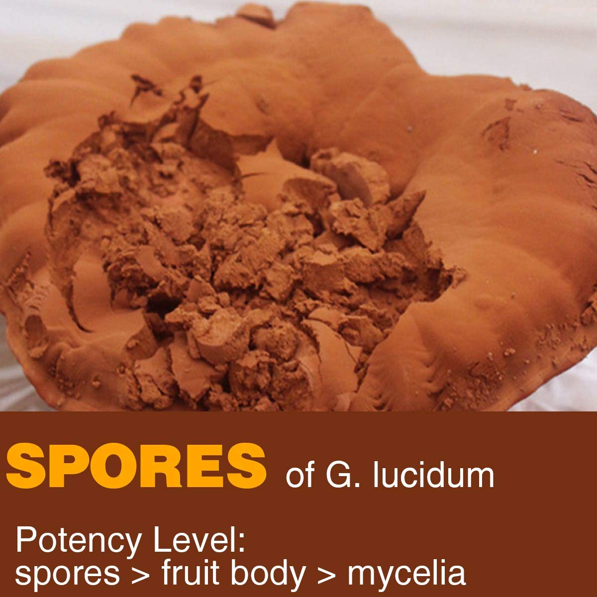 Closeup of Yuanziyuanfang spore powder jar showing dark brown powder texture for easy mixing.