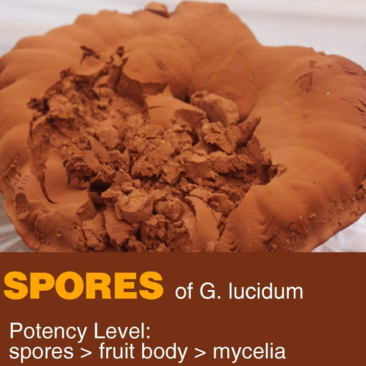 Closeup of Yuanziyuanfang spore powder jar showing dark brown powder texture for easy mixing.