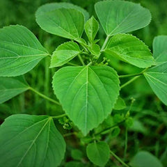 Yuktha Indian nettle powder bottle ready for convenient daily use.