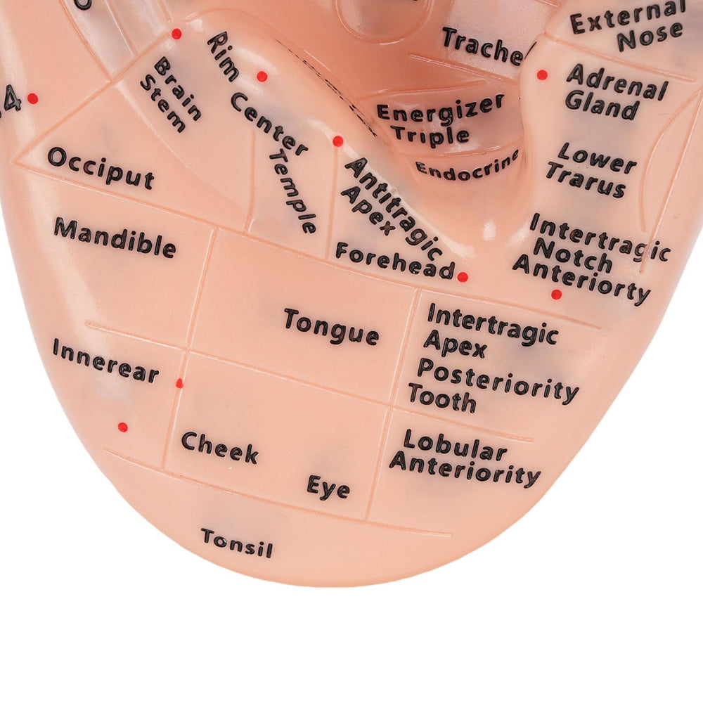 YUYTE ear model for beauty salons offers clear demonstrations and patient education