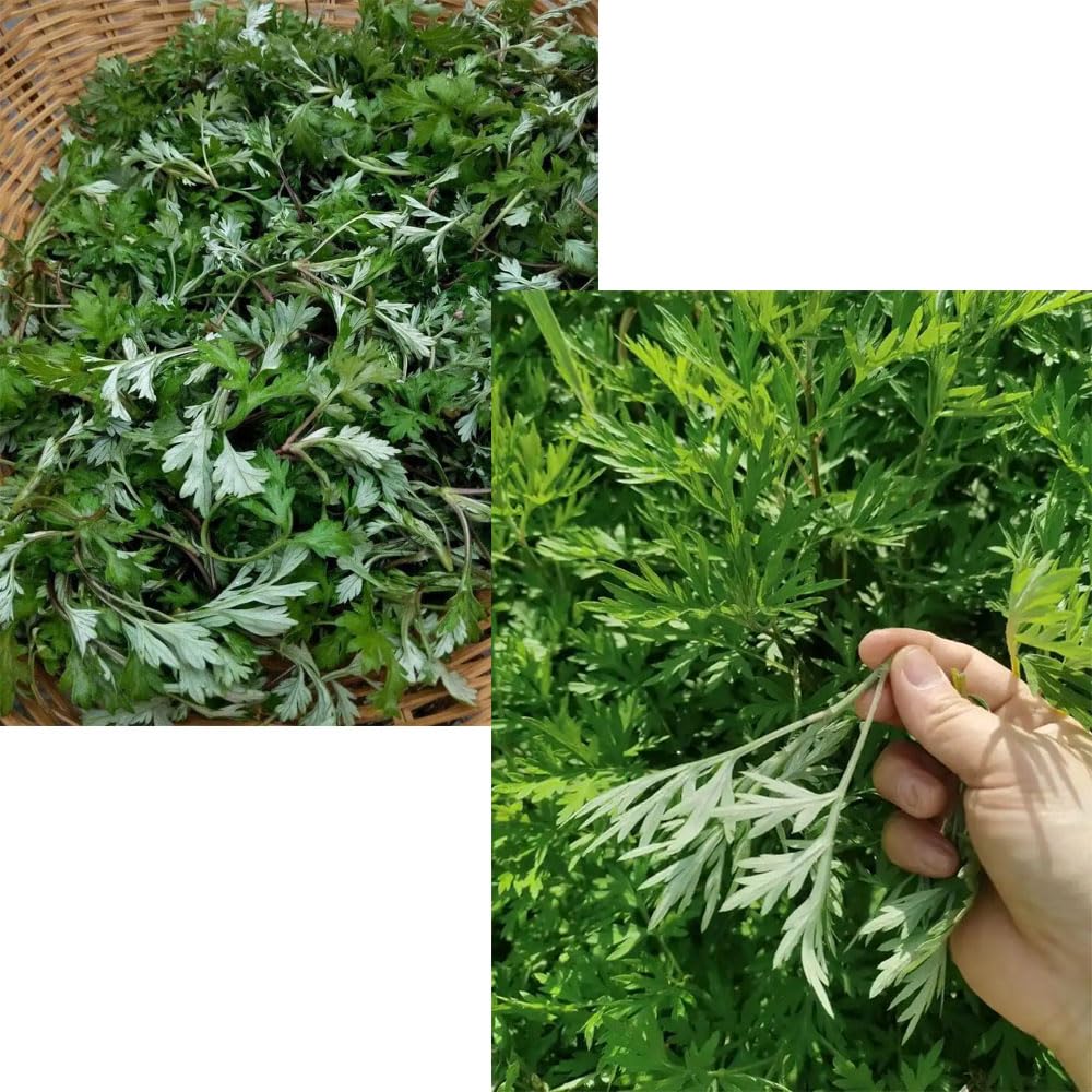 YUYAJK mugwort moxibustion sticks image, gentle heat with safe-handling guidance.