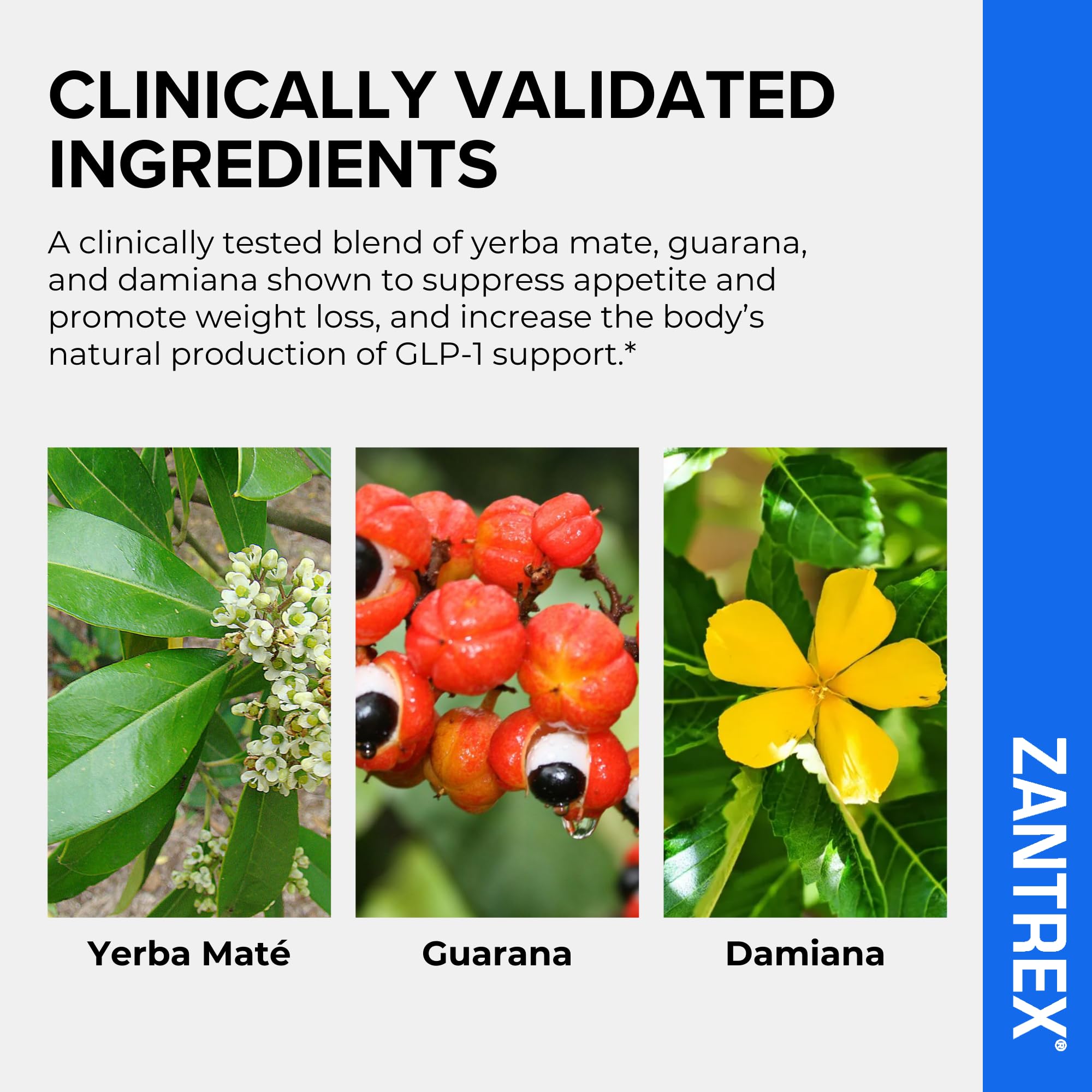Zantrex Blue bottle shown in a morning routine for sustained energy.