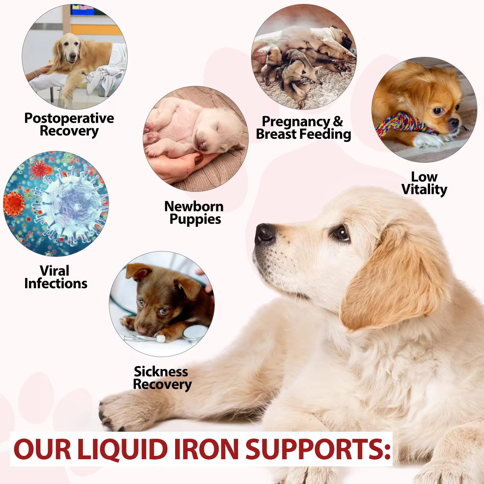 Zenpaws Liquid Iron accompanies a happy dog on a walk.
